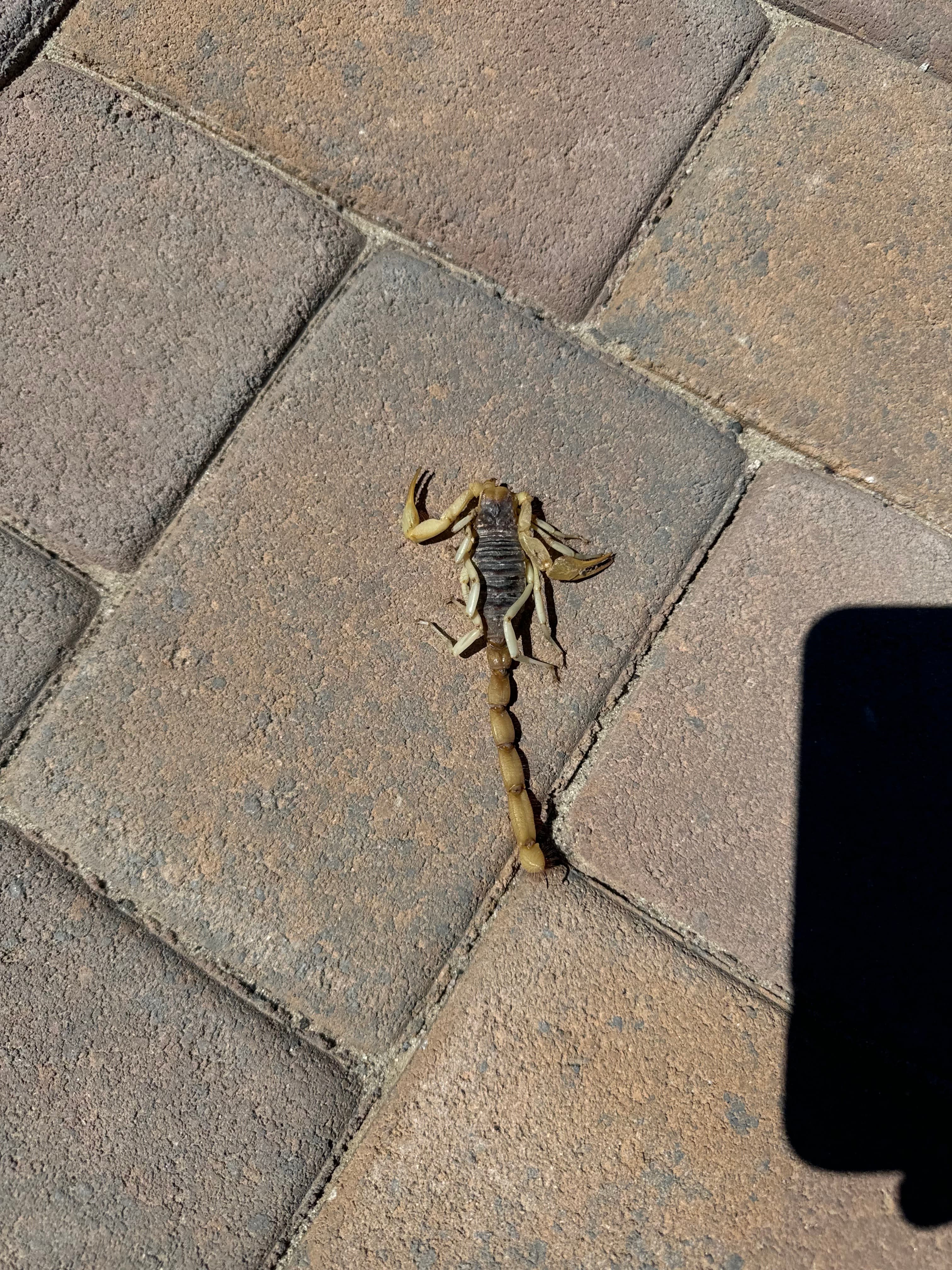 A tan scorpion with a dark back rests on stone pavers in bright sunlight.