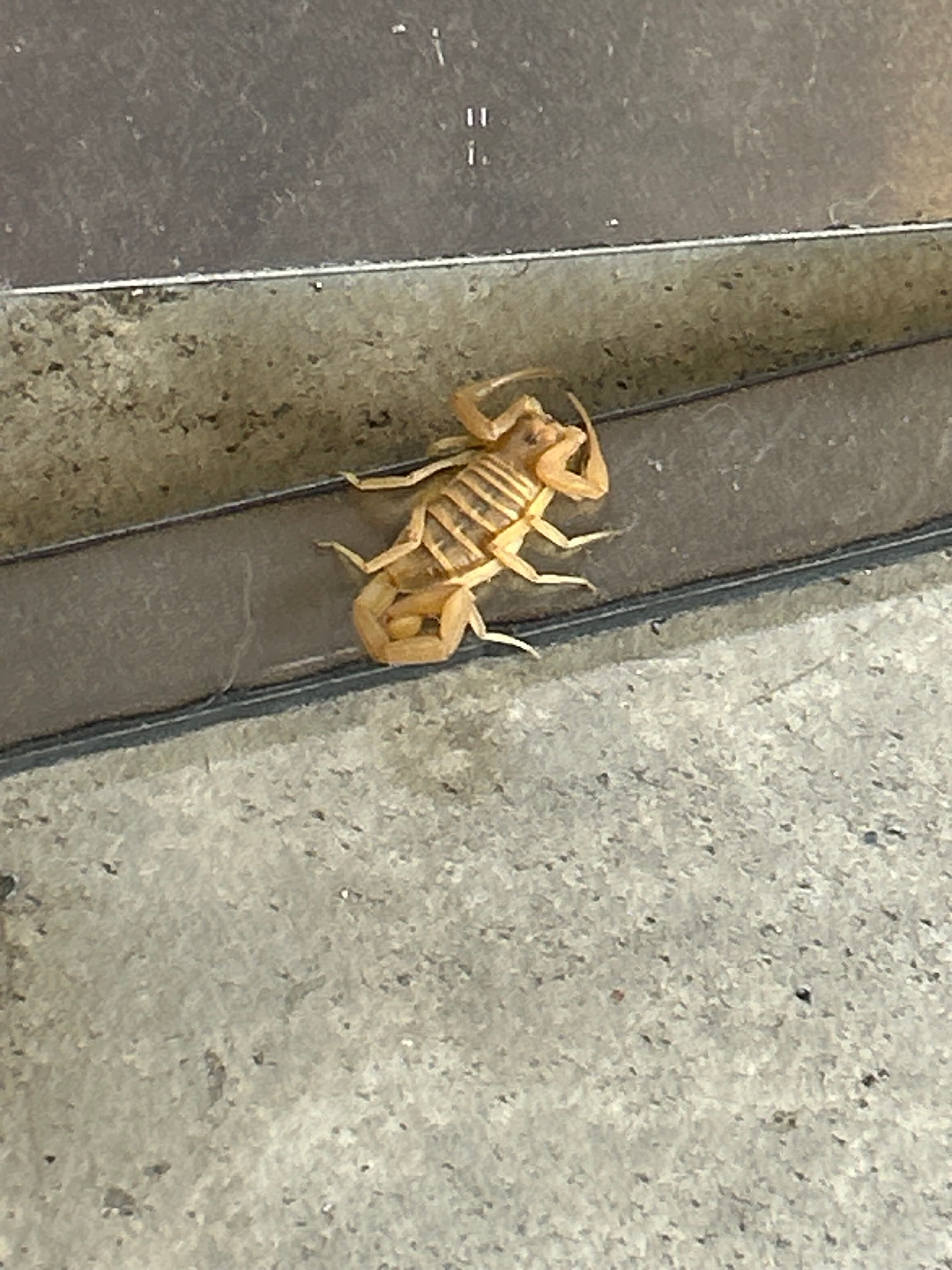 Small tan scorpion crawling next to a dark metal edge on a textured gray concrete floor.