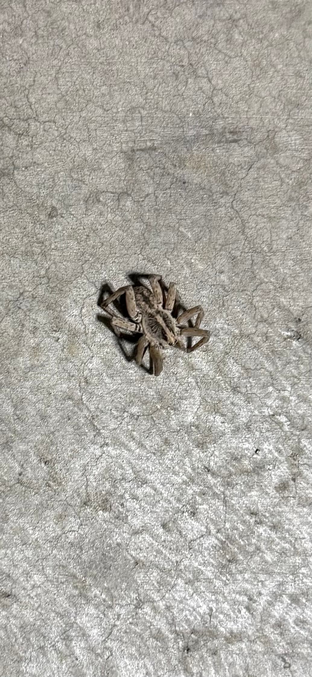 A brown spider with dark markings rests on a textured, light gray concrete surface.