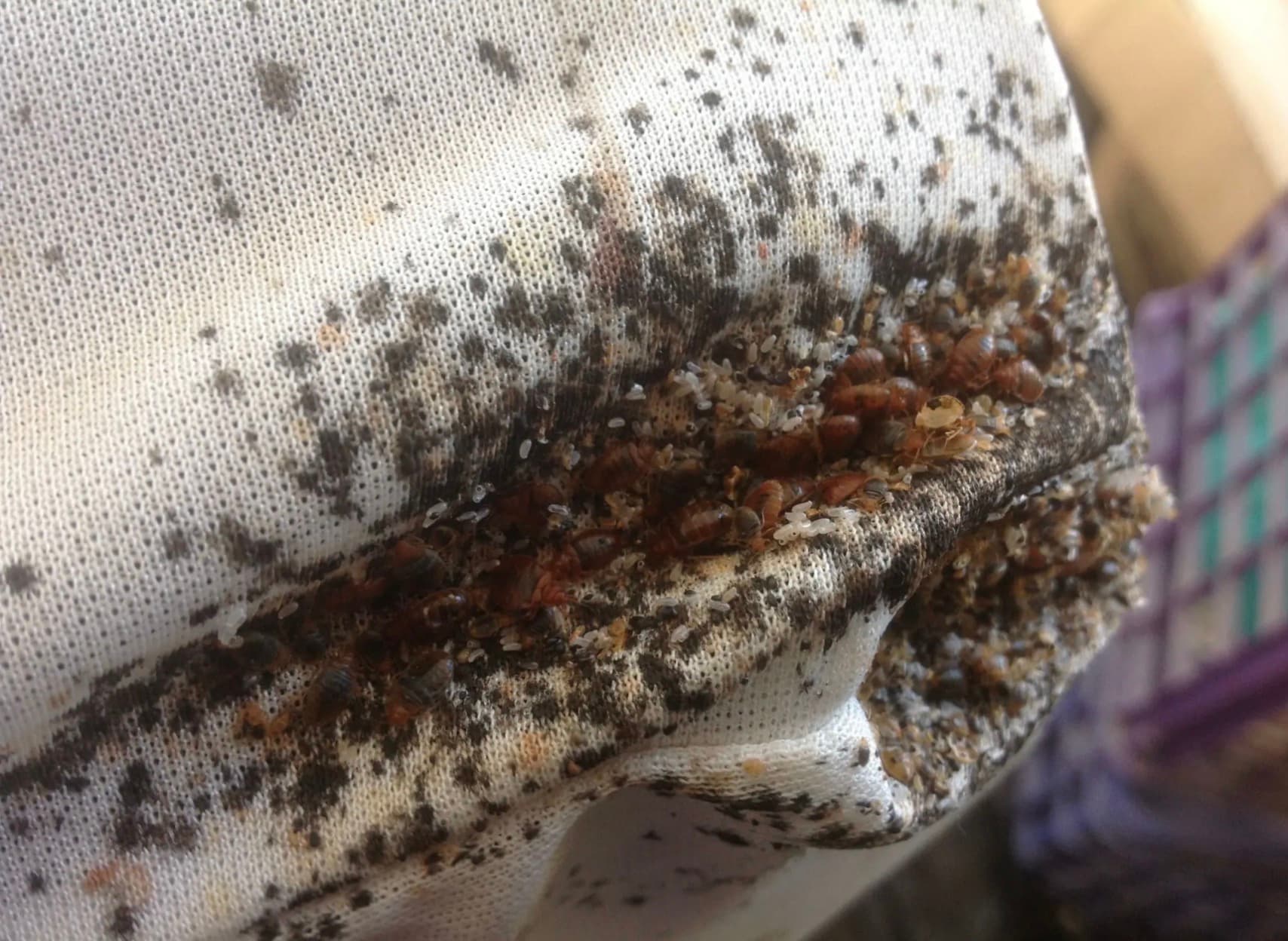 Bed bugs, eggs, and black fecal stains clustered along a seam of white fabric.