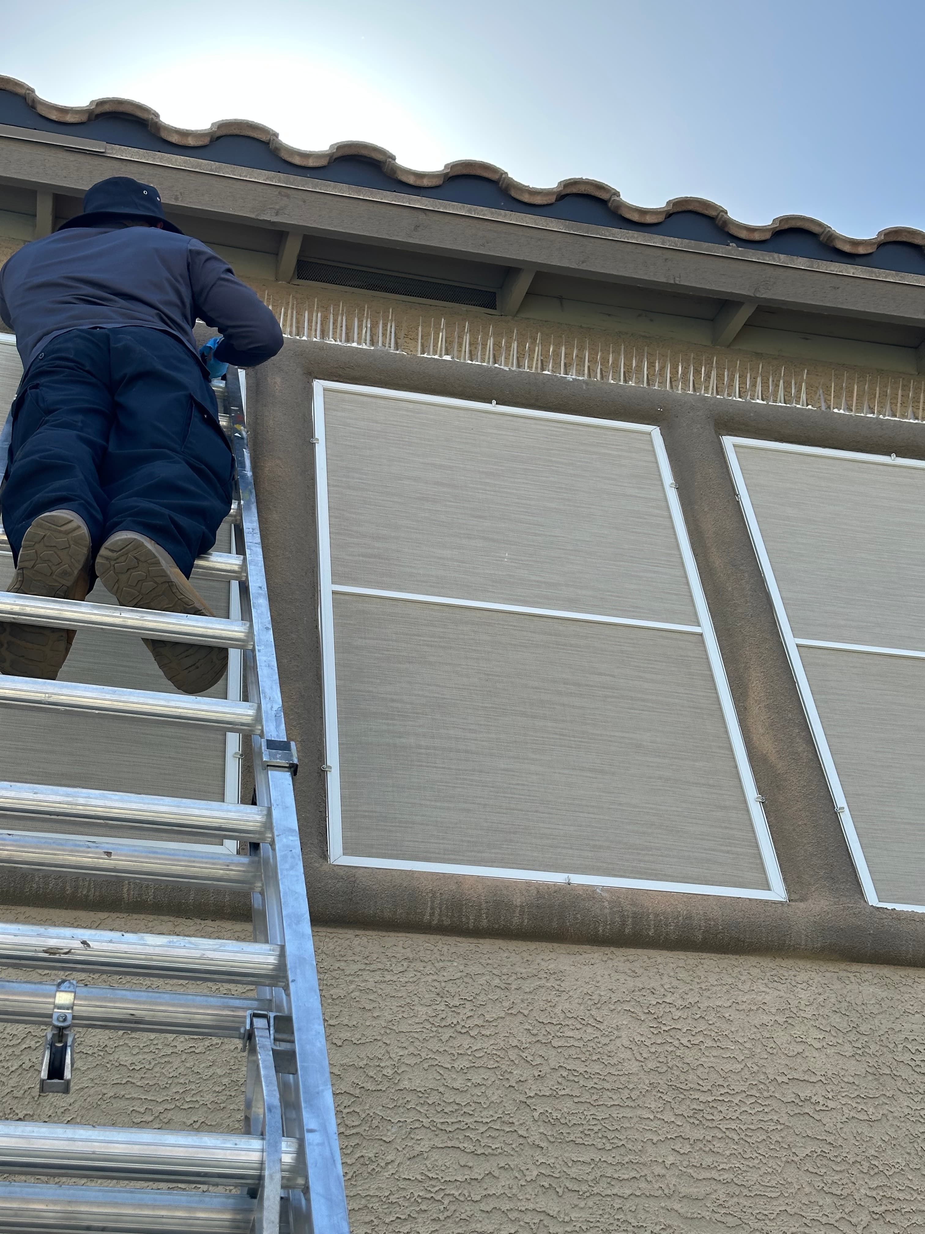 Worker on a ladder installs bird spikes above screened windows on a tan stucco building.