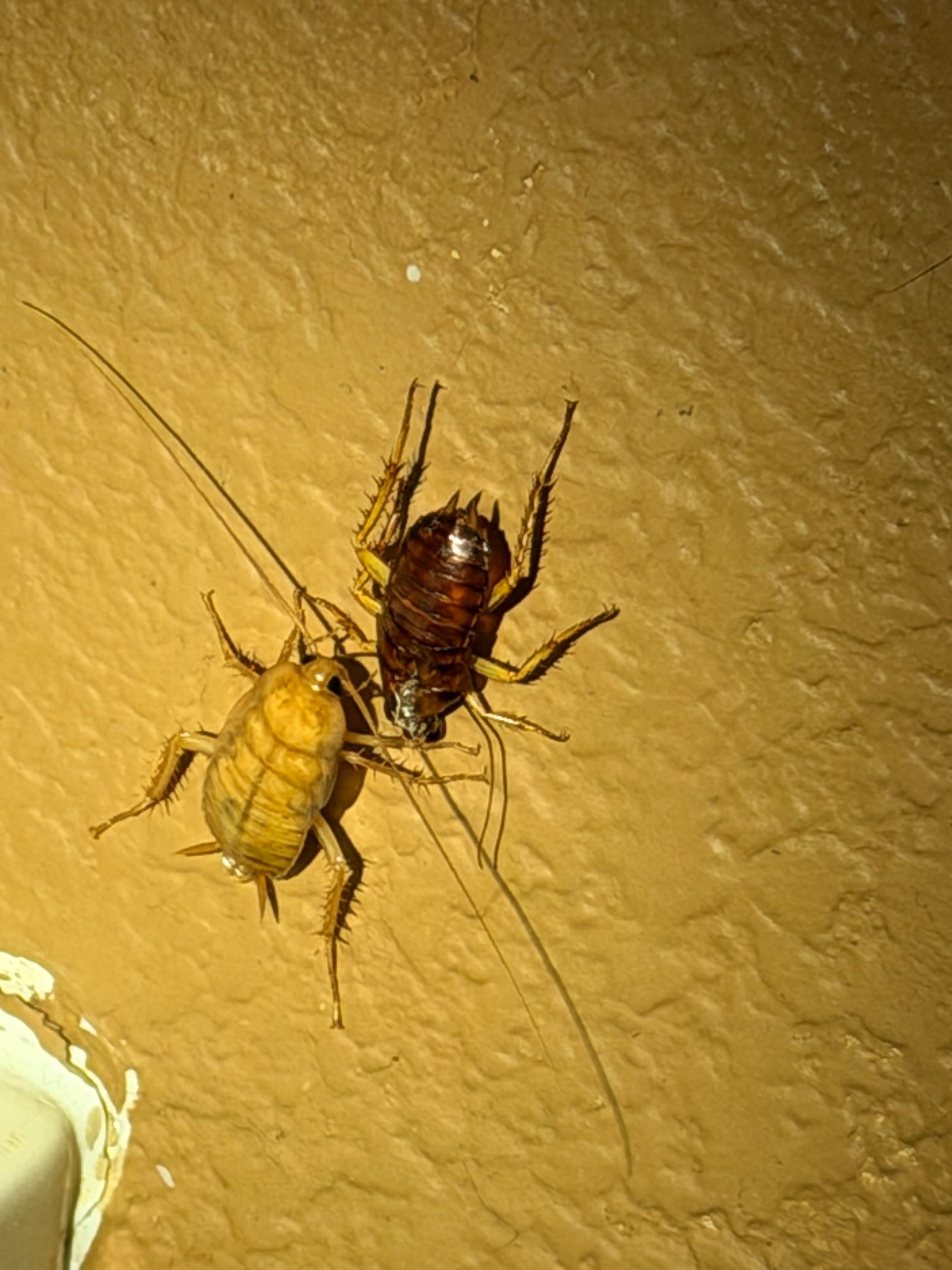A dark brown cockroach and a light tan cockroach crawl on a textured beige wall.
