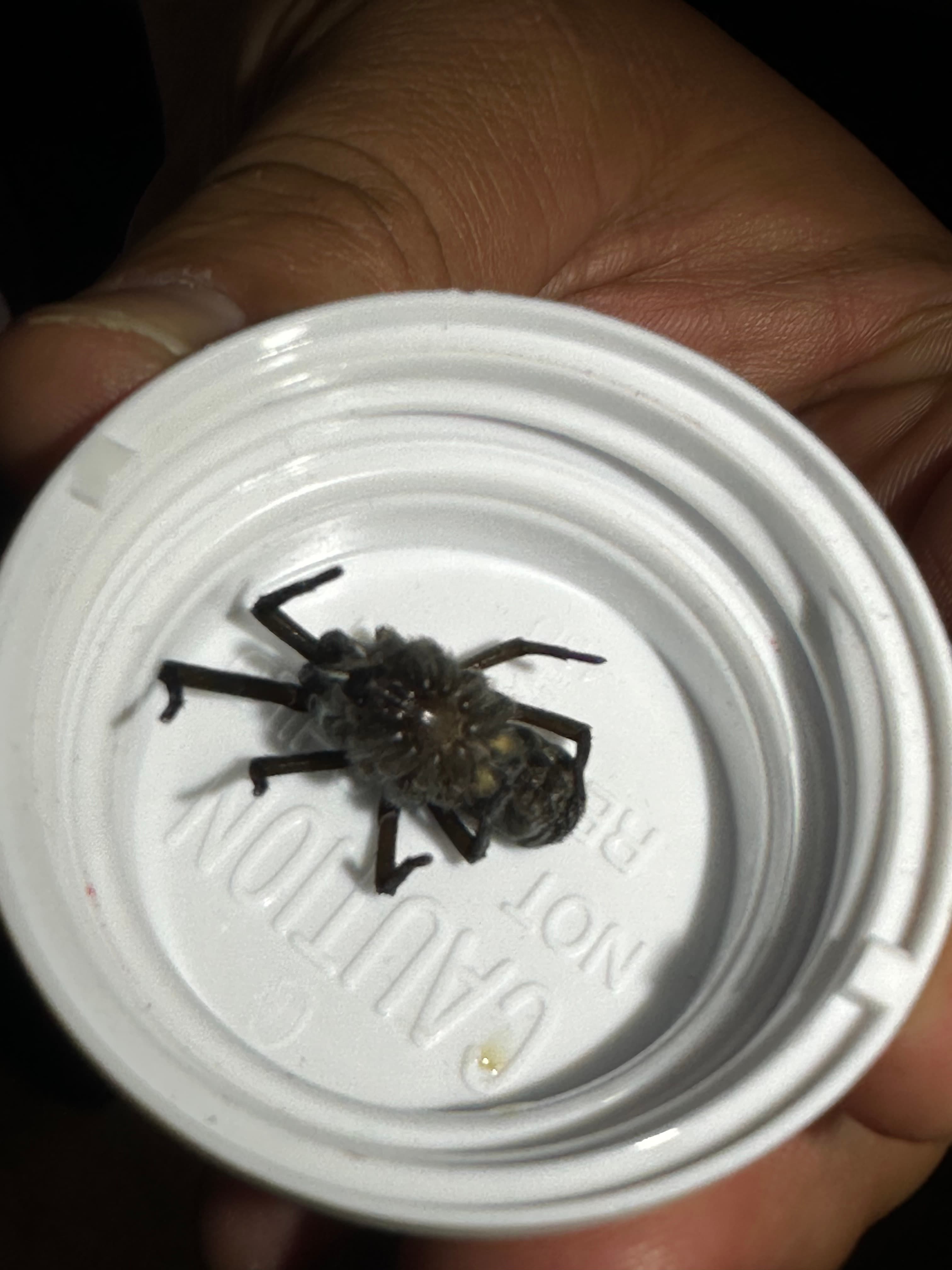 Dark fuzzy insect lying on its back in a white bottle cap held in hand.