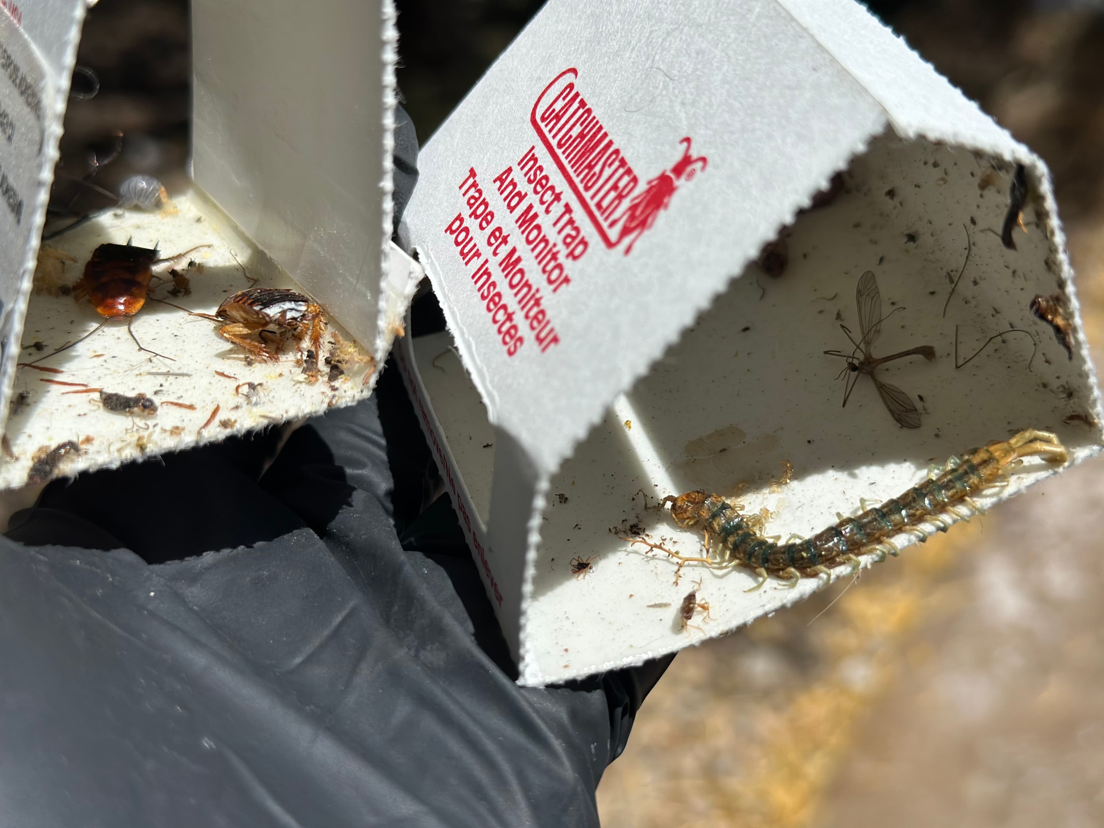 Gloved hand holding a sticky trap filled with various pests including a centipede and cockroaches.