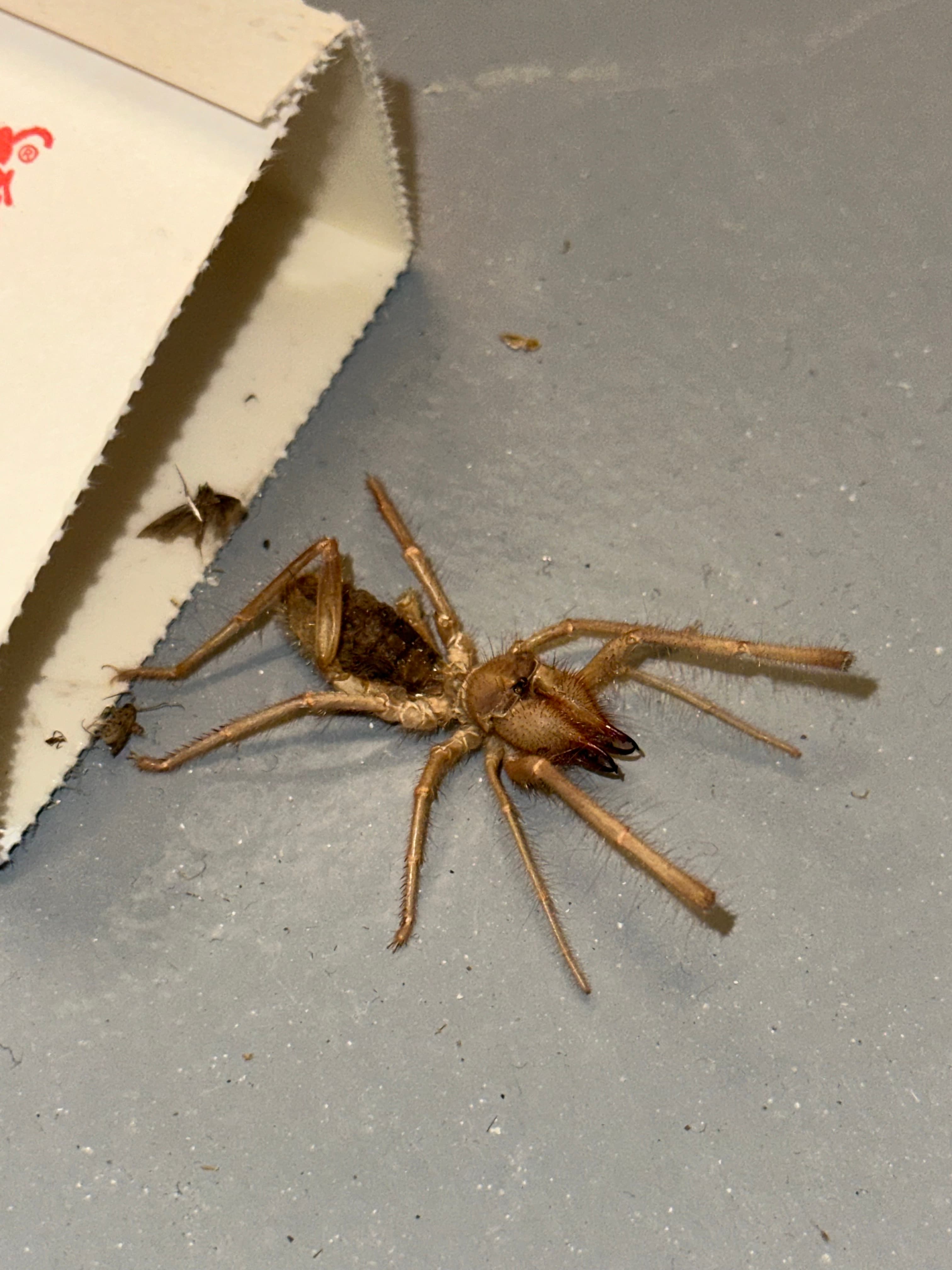 Tan, hairy camel spider with large mouthparts rests on a gray surface near a white box.