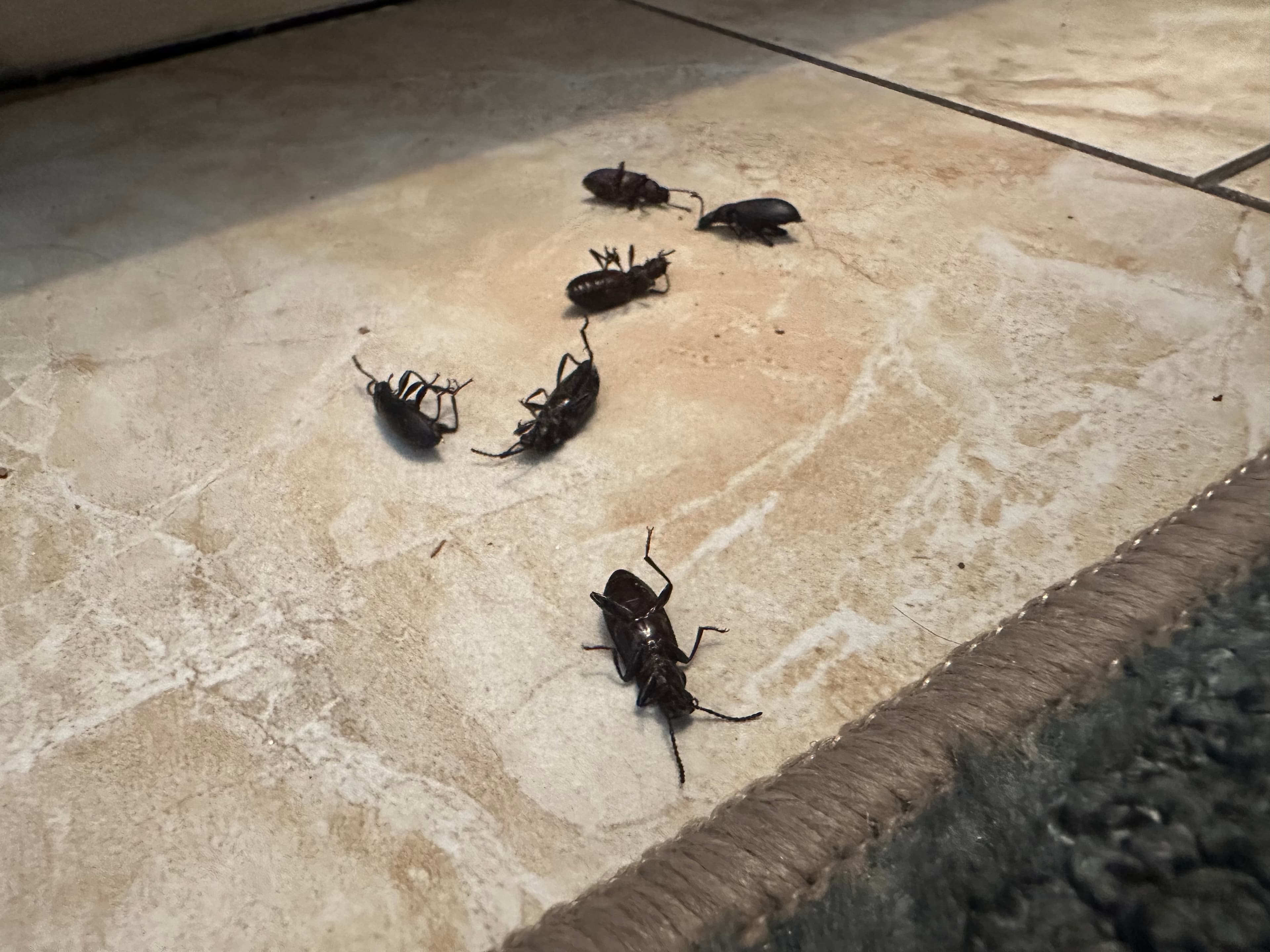 Several large black beetles lying upside down on a light-colored tiled floor.